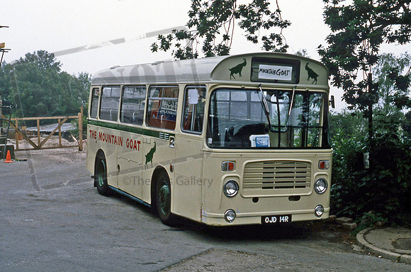 Mountain Goat of Windemere OJD14R 6/84
