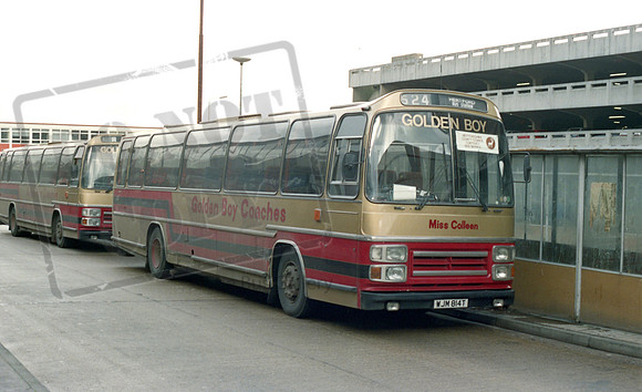 Golden Boy WJM814T Harlow RP87 88 013
