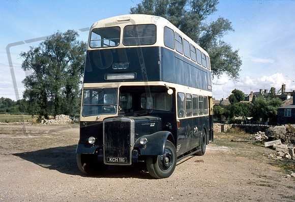 Whippet KCH116