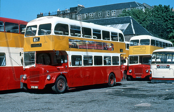 Greyhound FYS999 PB